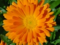 Calendula_K