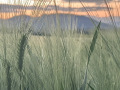 IMG_3779-Large
