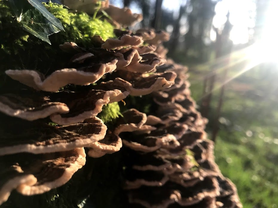 Turkeytail-lukeheron